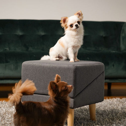 2 in 1 Hundehocker Luna - Gelenkschonende Hunderampe in Grau